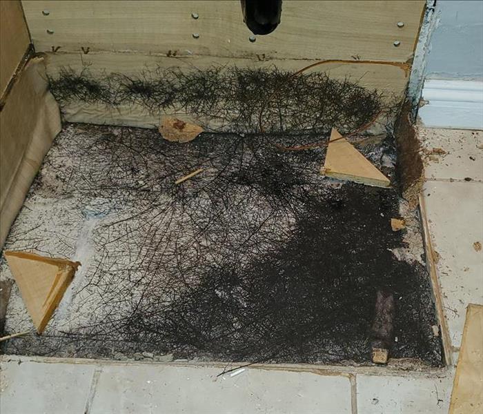 Mold under cabinets